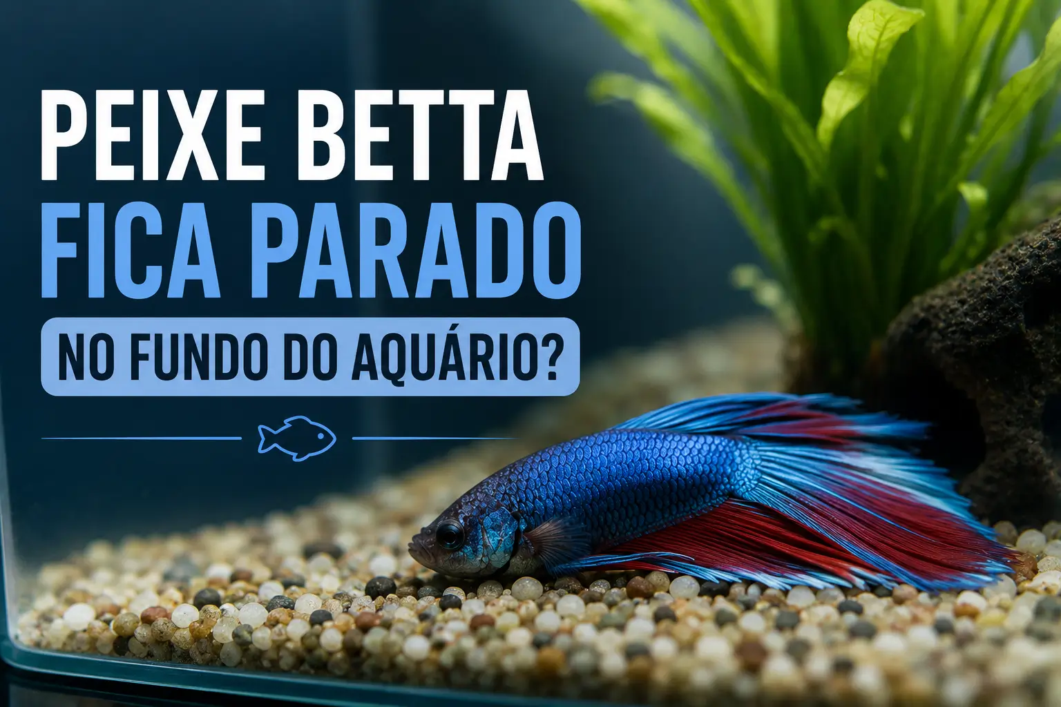 peixe betta fica parado no fundo do aquário